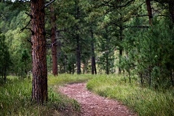 Woodland glade